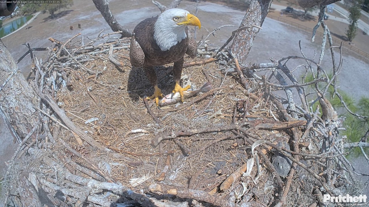 SWFL.M15  delivers two fish to the nest within half an hour 🥰 /13:51, 14:22/ 2026-03-11