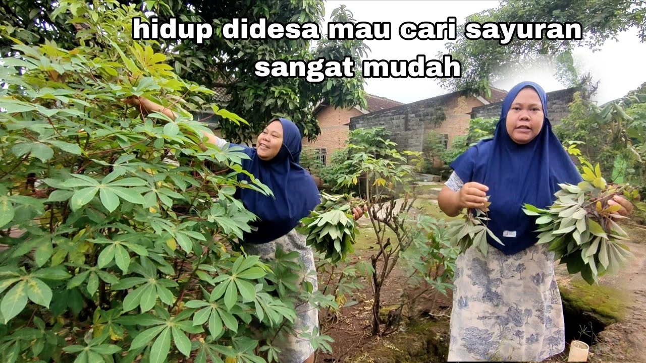 Cari daun singkong buat lauk pagi