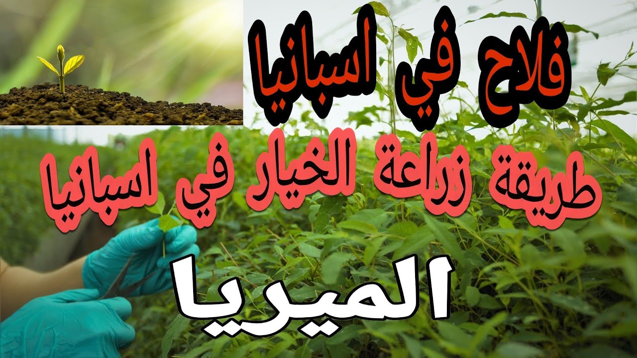فلاح في اسبانيا 🇪🇦 العمل في اسبانيا فلاحة طريقة زراعة الخيار (ألميريا) #العمل_في_اسبانيا