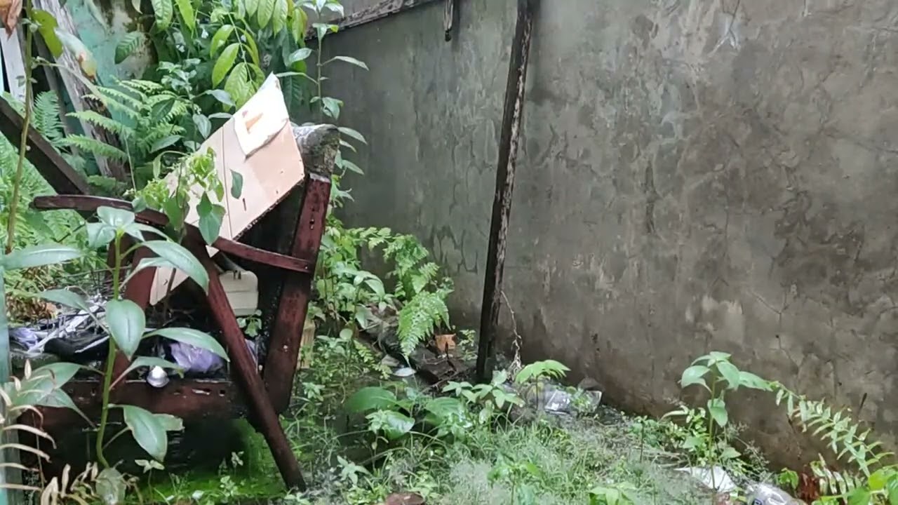 Rainy Backyard Corner 🌧️ | Calm Nature Growing Behind the House