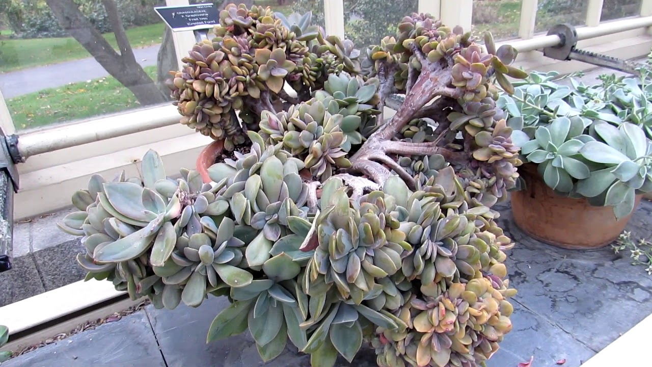 The Cacti & Succulent Plant Collection at Dublin Botanic Gardens Winter UPDATE