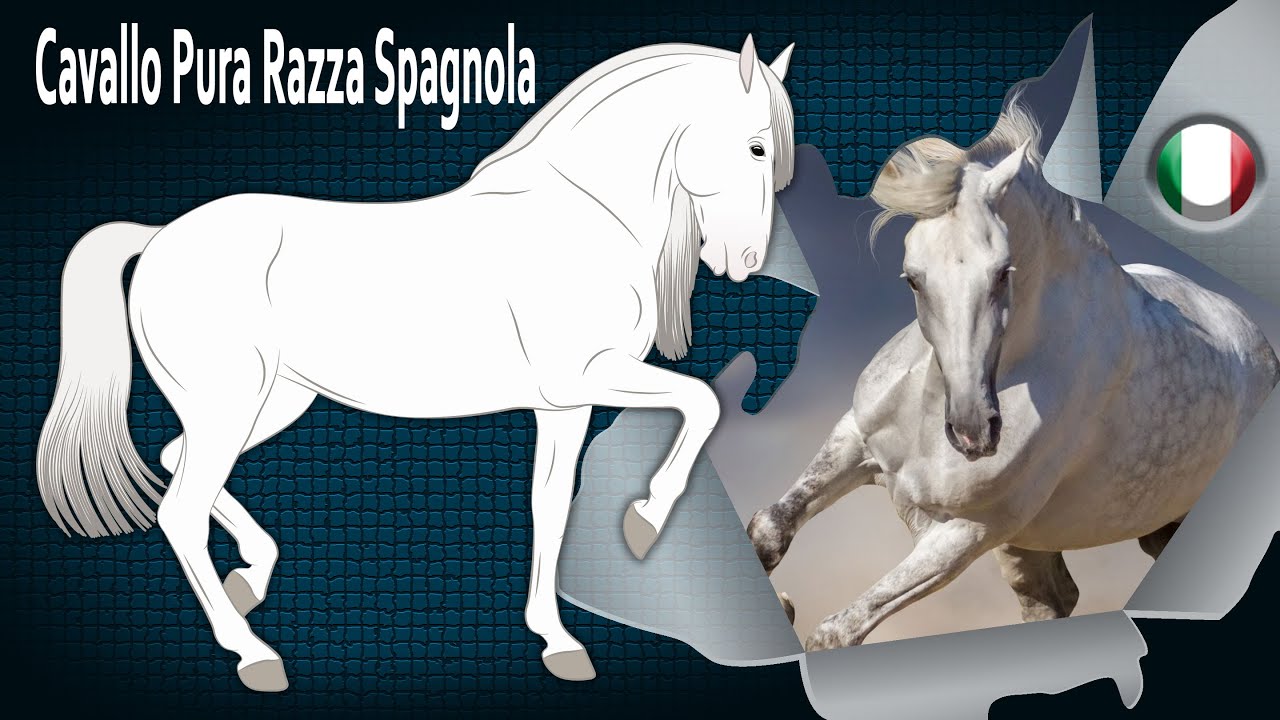 Cavallo Pura Razza Spagnola, cavalli potenti ed eleganti, con andature alte, Razze di cavalli