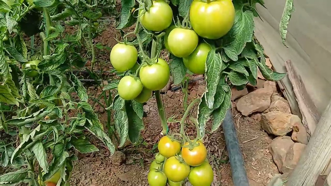 fertilización en cultivo de tomate