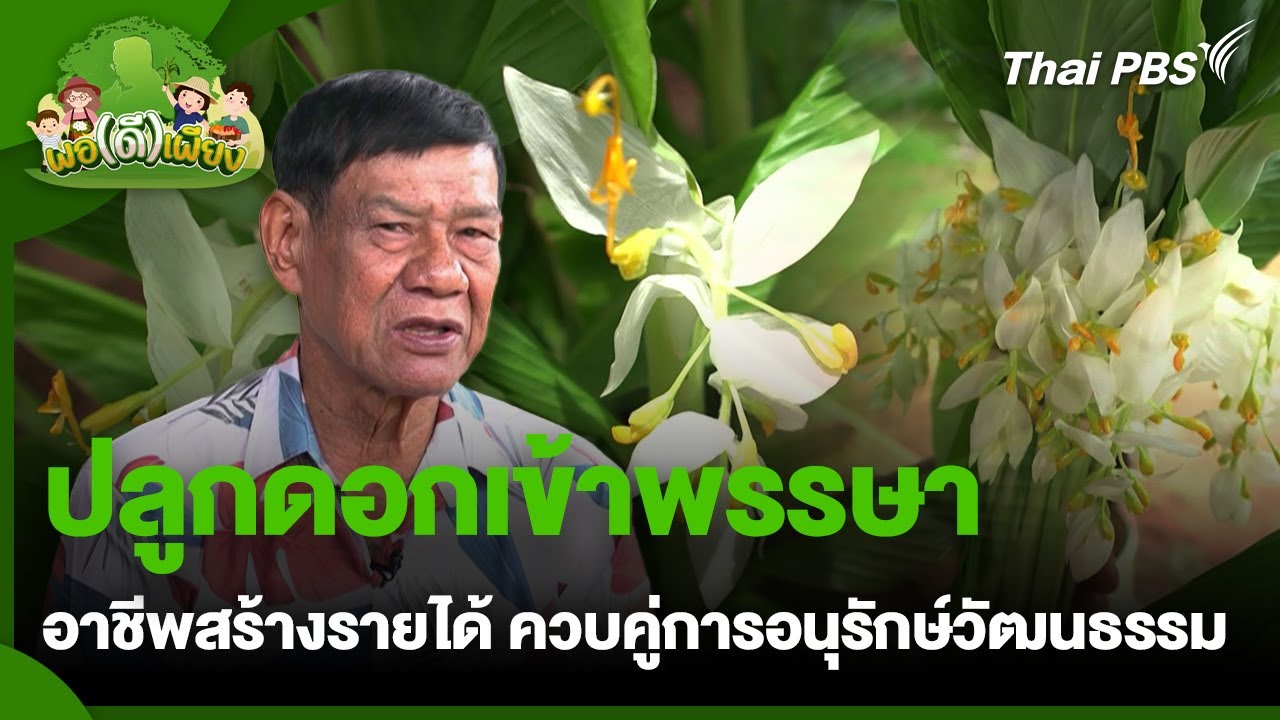 ปลูกดอกเข้าพรรษา อาชีพสร้างรายได้ ควบคู่การอนุรักษ์วัฒนธรรม | พอดีพอเพียง