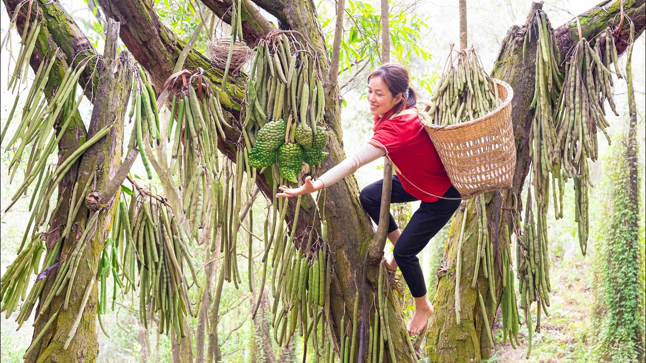 Harvest Forest Drumstick Fruit Go to market sell - Grinding rice For Chicken is Easy with 2 Stones