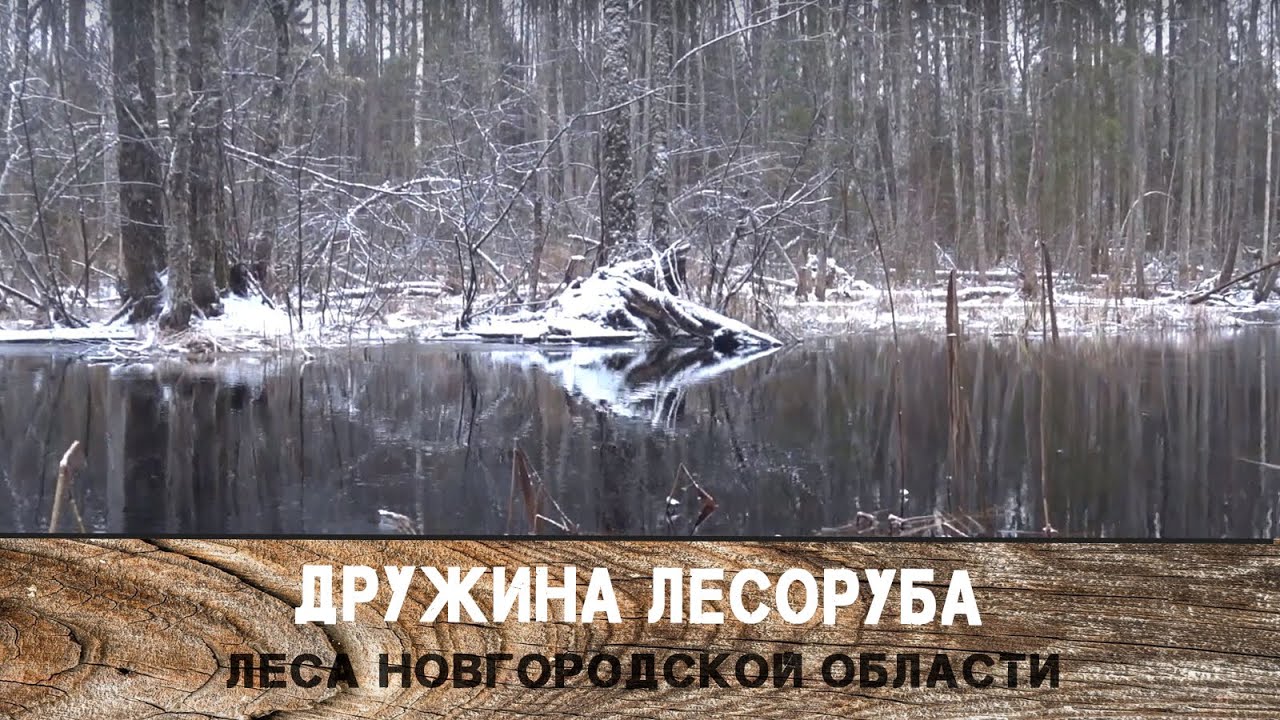 Леса Новгородской области. Зима.