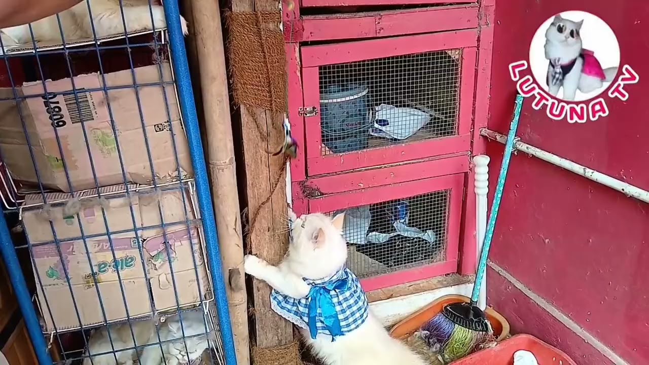 KUCING MEONG-MEONG CANTIK YANG SUKA MANJAT