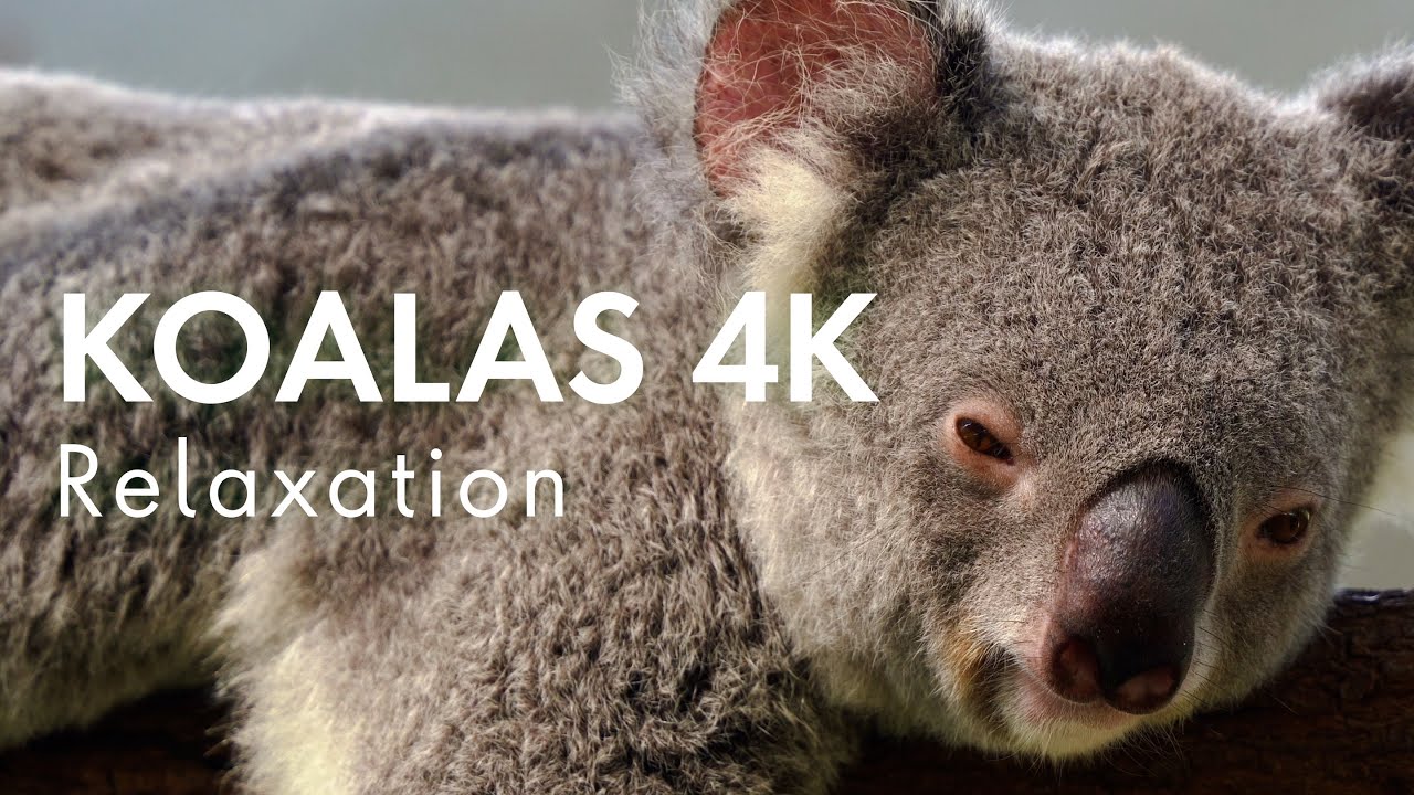 Relaxation Music & Koalas For Stress Relief