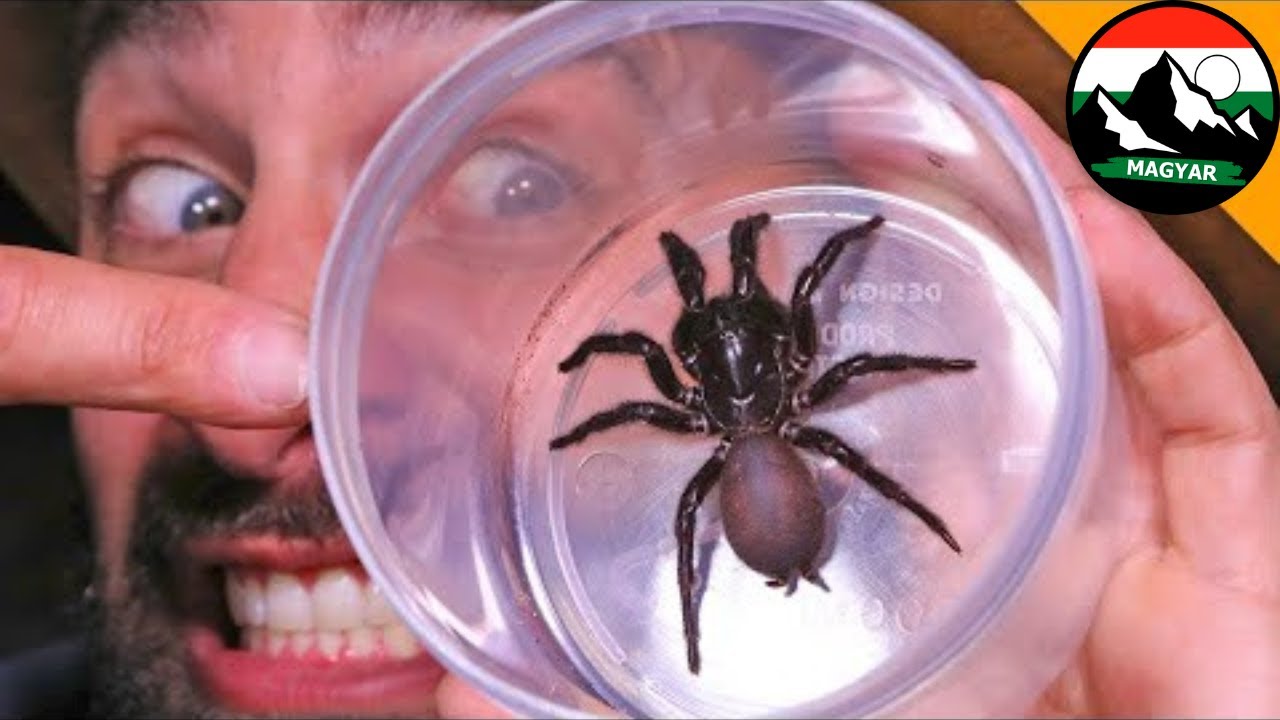 🕷 Hogyan lehet megszerezni az egyik legm&eacute;rgezőbb p&oacute;k m&eacute;rg&eacute;t? Ismeretterjesztő vide&oacute;k a vadonr&oacute;l