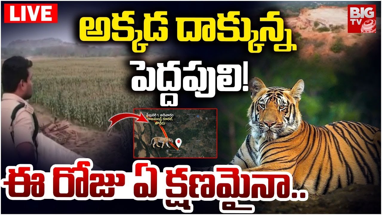 Tiger Hulchul In East Godavari District | అక్కడ దాక్కున్న పెద్దపులి! ఏ క్షణమైనా.. | Tiger Updates
