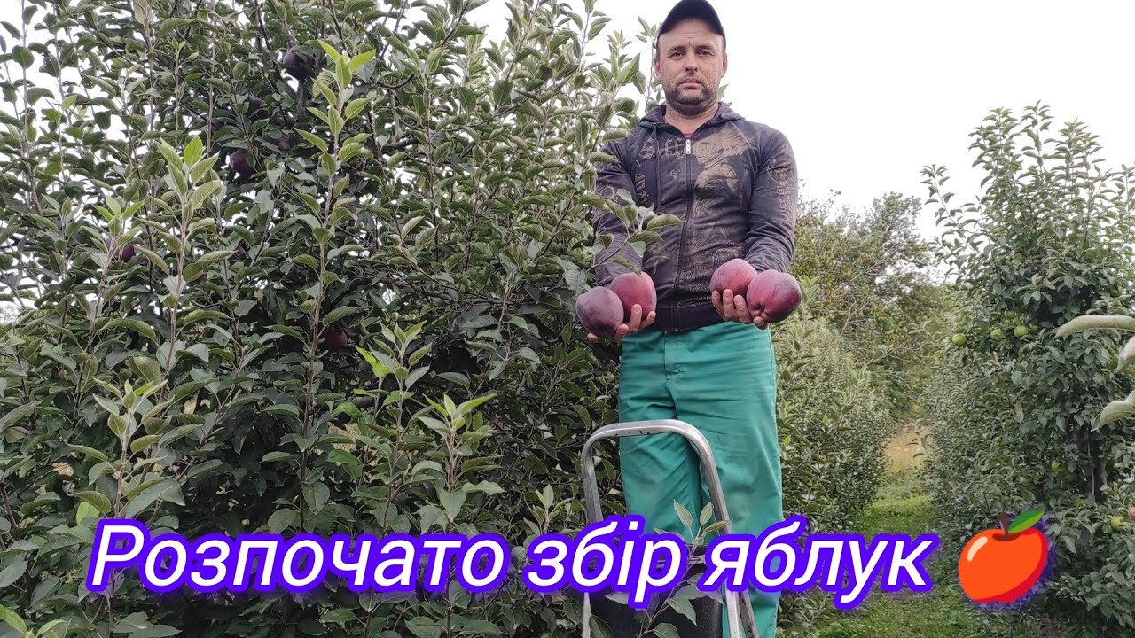 Розпочали збір яблук🍎