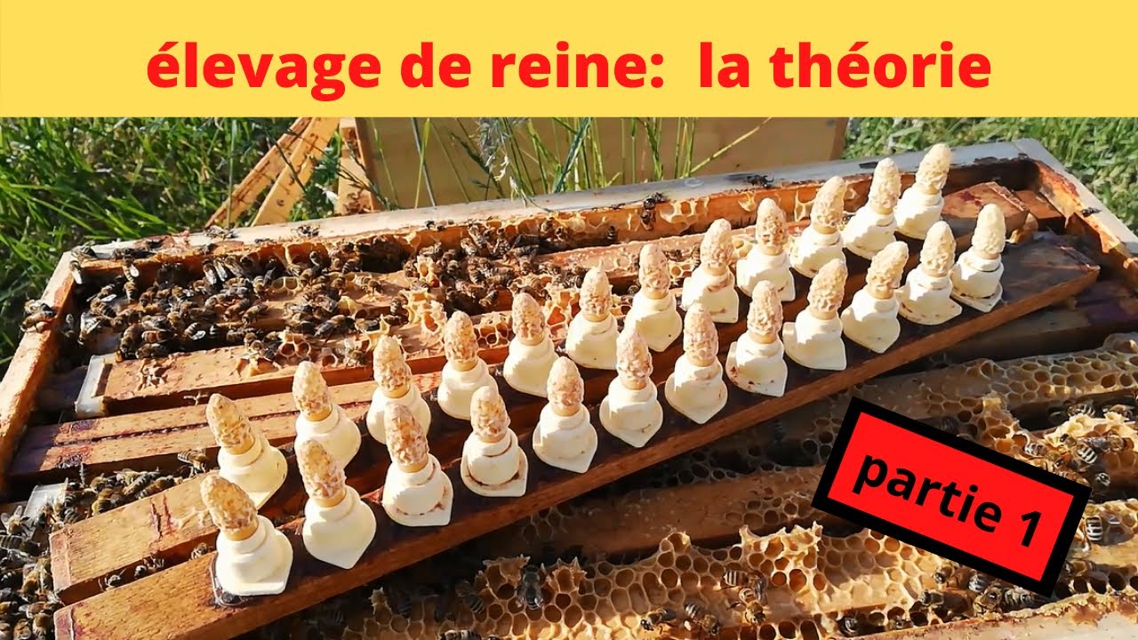 élevage de reine: la théorie