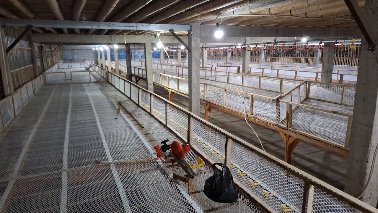 UPGRADE Kandang rak TOTAL Pengerjaan 10 Hari selesai