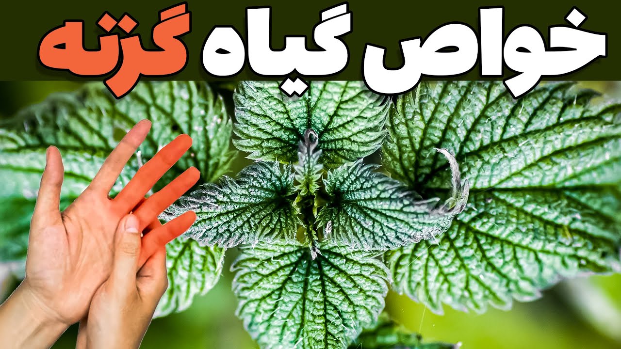 خواص گزنه | جادویی برای زندگی بهتر و سلامتی فراوان