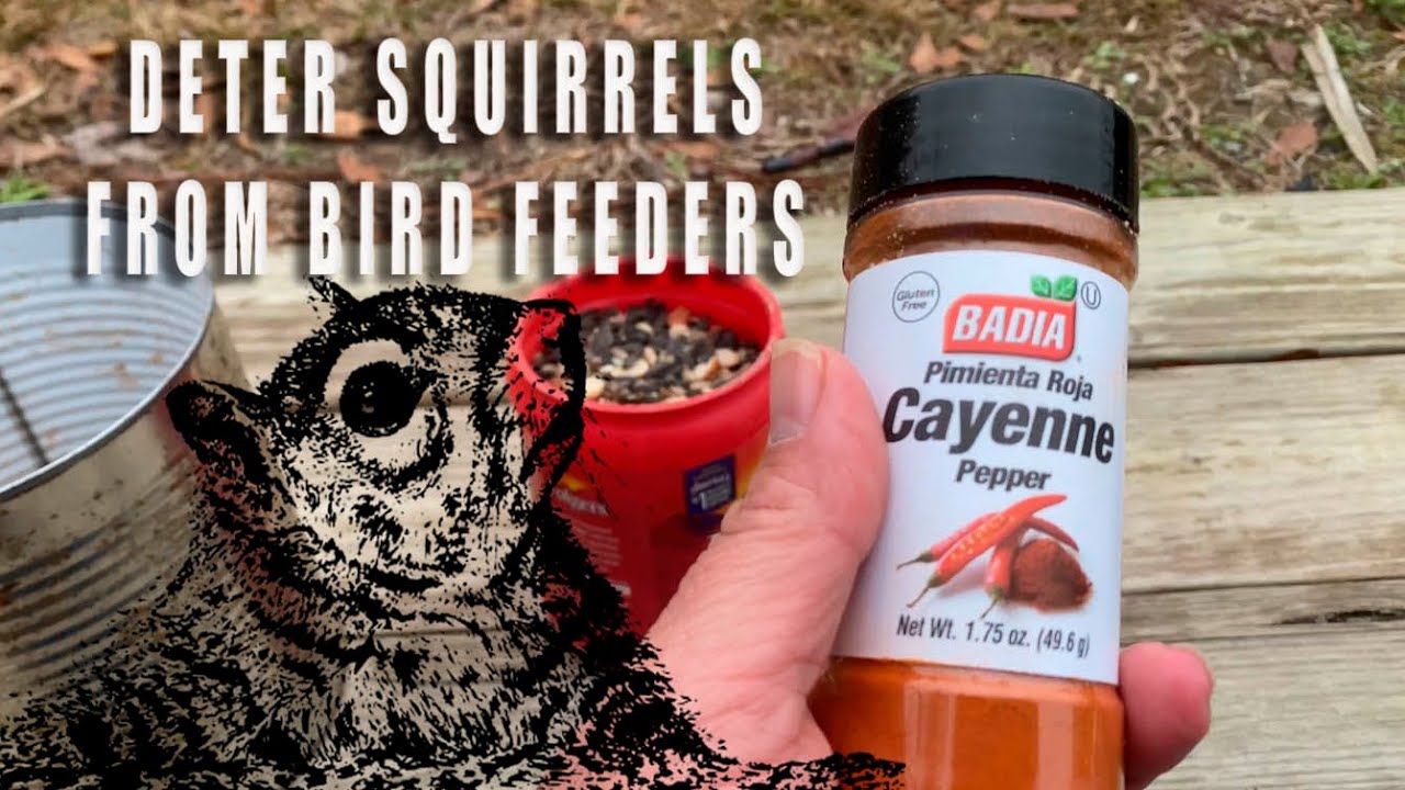 Deter and minimize squirrels at your bird feeders