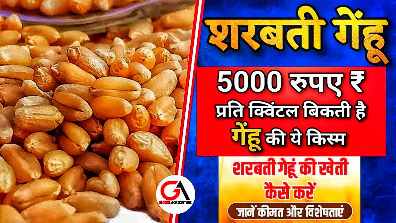 शरबती गेहूं की खेती कैसे करें : जानें शरबती गेहूं की कीमत और विशेषताएं