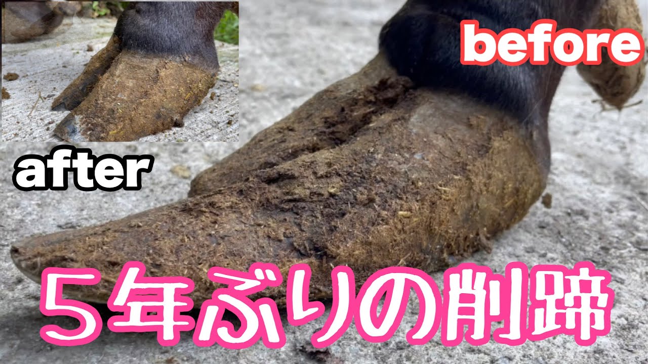 【削蹄】5年モノの蹄を切りました