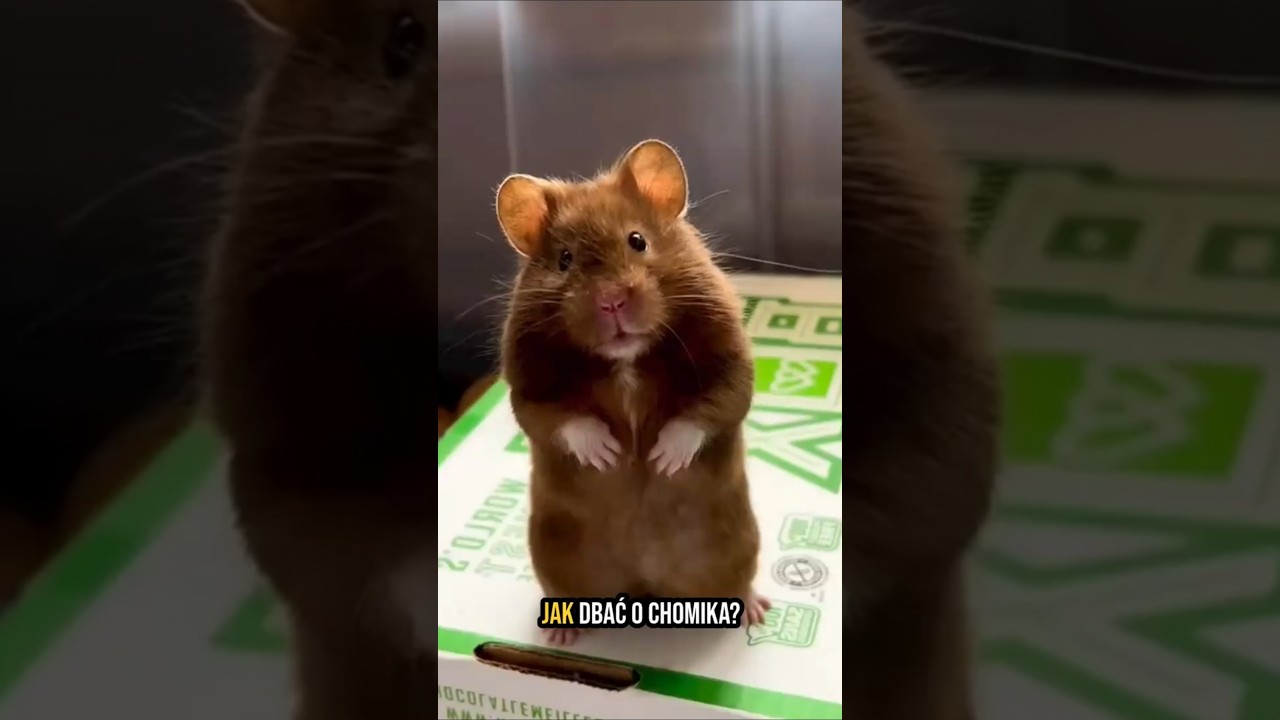 Masz chomika? Nie popełniaj tych błęd&oacute;w! 🐹 #chomik