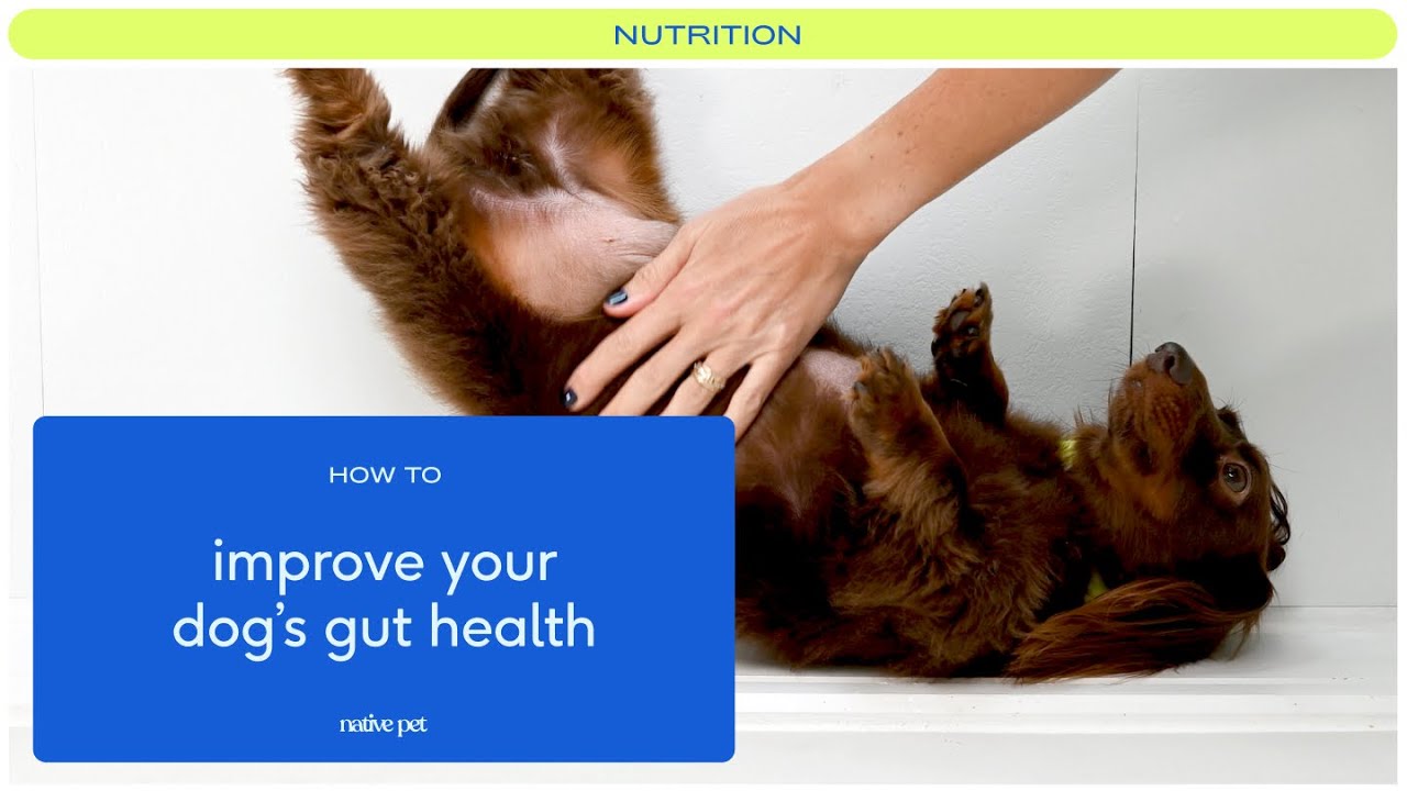 4 Tips To Heal Your Dog's Gut With Healthy Bacteria