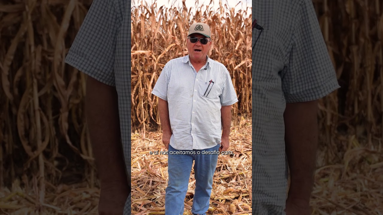 Colheita do P3898 em Montividiu/GO