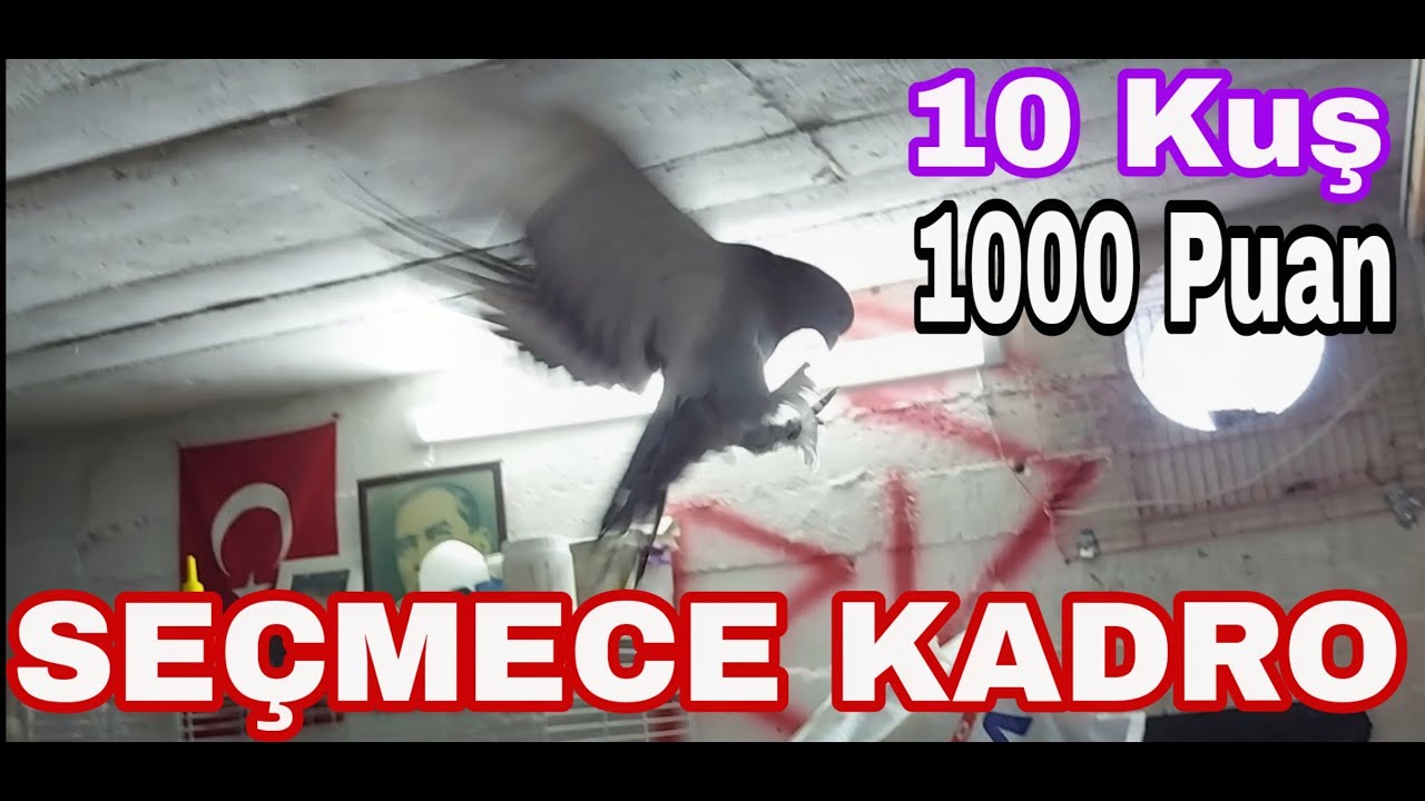 GİTTİLER. Seçmece Kadro.10 Kuş 1000 Puan. Watsap. Darıca. Toplu Oyun Kuşu, Toptan Taklacı Güvercin