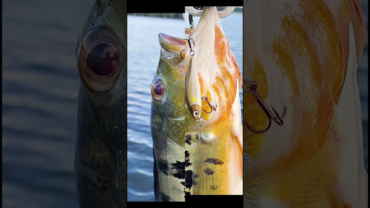 Rapala X Light Minnow #rapala #fishing #lure #ultralightfishing #minnow