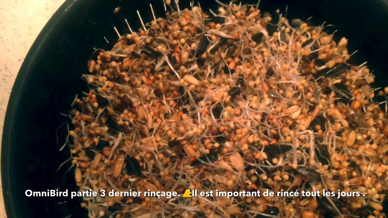 ༼TUTO༽ Faire germer  des graines pour les oiseaux