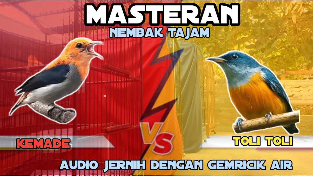 Masteran Burung Kemade Vs Toli Toli Gacor Ngeroll Nembak Pedas || Masteran Burung Kecil