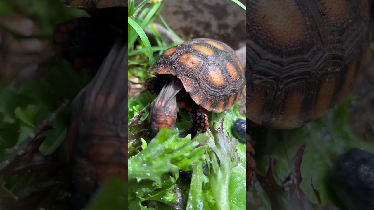 Hatchling Cherryhead Tortoise