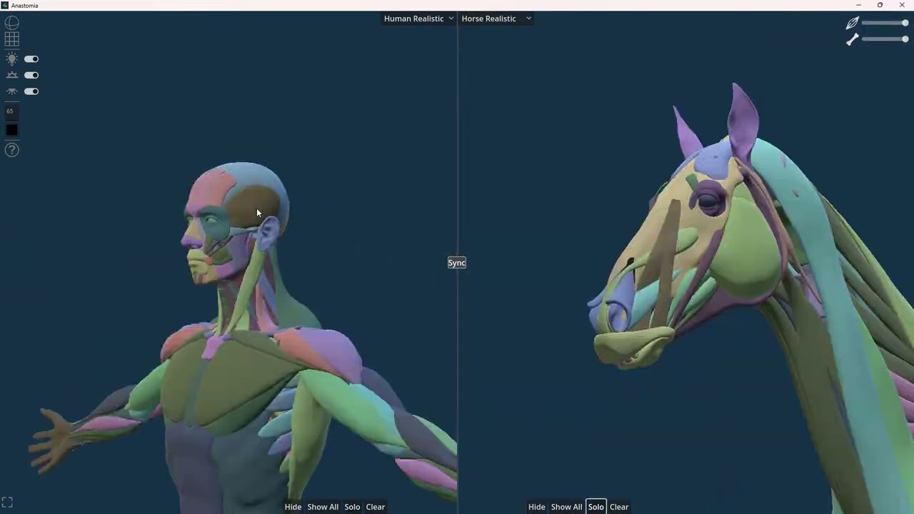 ANASTOMIA - a comparative anatomy software for artists