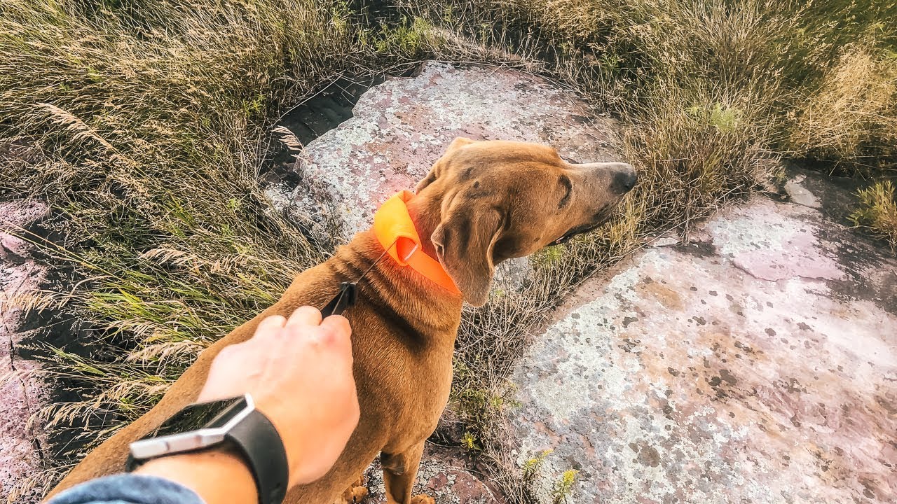 The Release N Run Leash/Collar by Rad Dog [Review]