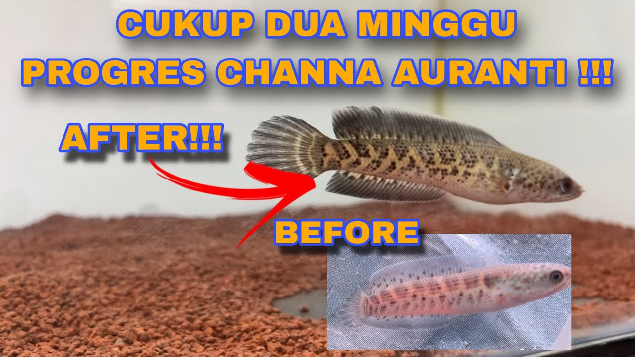 PROGRES CHANNA AURANTI UGAL-UGALAN‼️