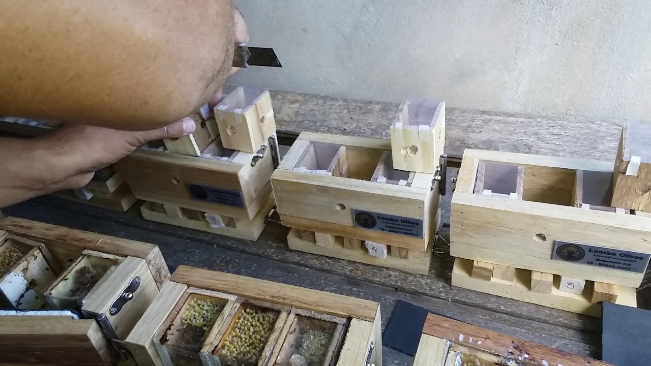 Lambeolhos 6 enxames divididos em menos 4 min..