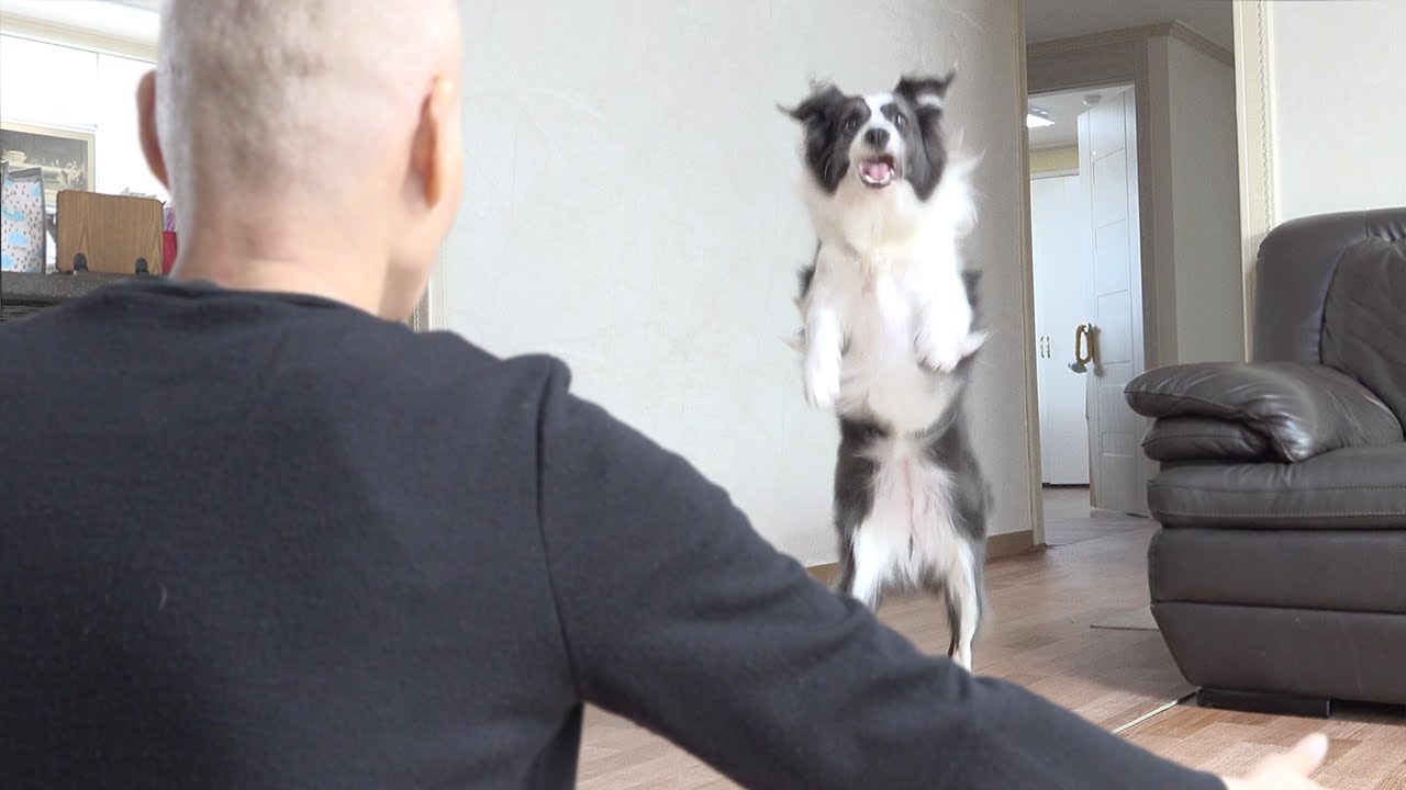 My Dog Reunited with Me after 2 Months of Cancer Treatment