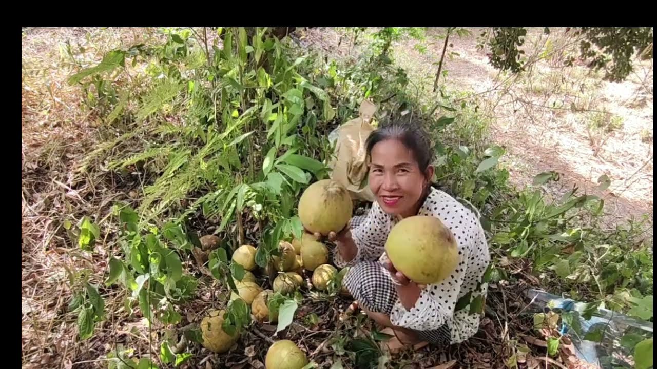 มาเก็บส้มโอไปวัดทำบุญ#แม่ดาแฟมิลี่ 