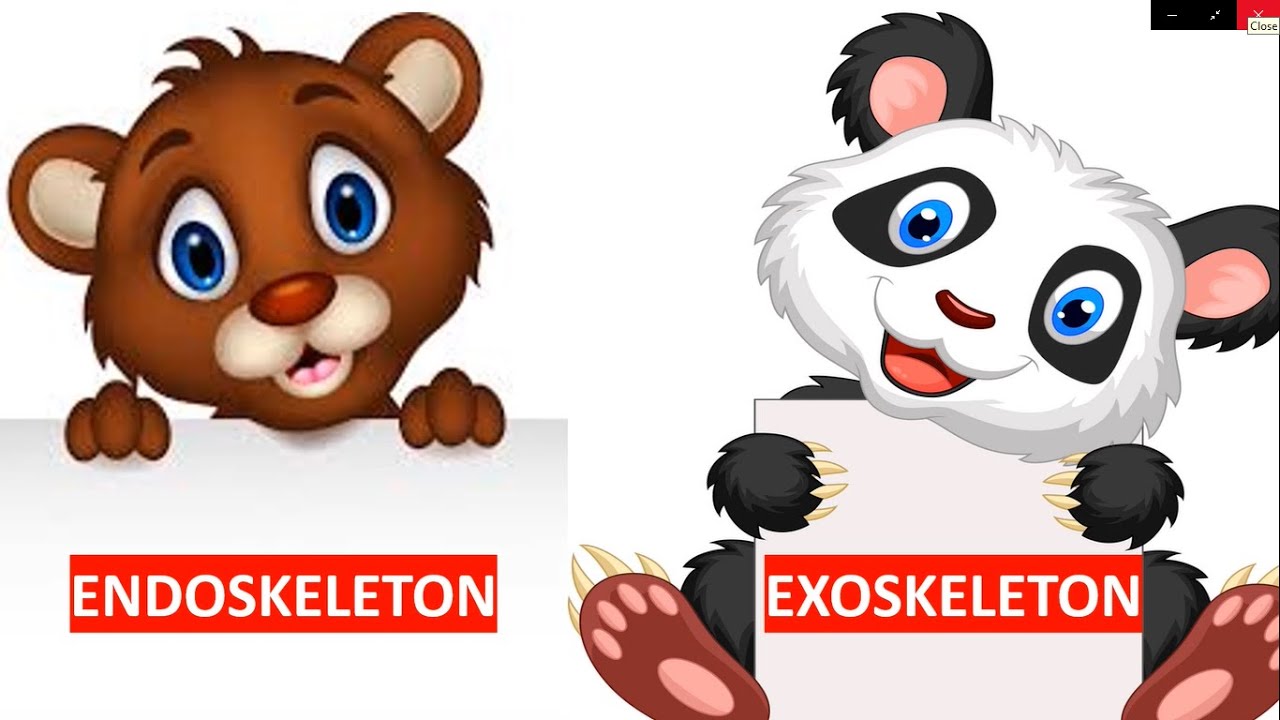 ENDOSKELETON AND EXOSKELETON || TYPES OF SKELETON || SCIENCE VIDEO FOR CHILDREN