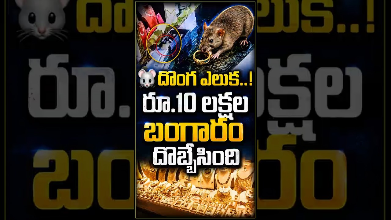 దొంగ ఎలుక..! 🐭 రూ.10 లక్షల బంగారం దొబ్బేసింది #gold #mouse #shorts #viral #viralvideo ||ChetanaMedia