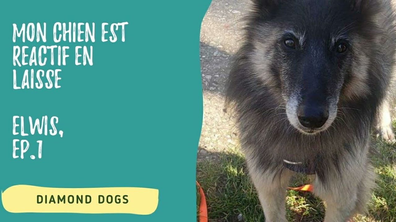 MON CHIEN EST RÉACTIF EN LAISSE [Elwis, Ep.1]
