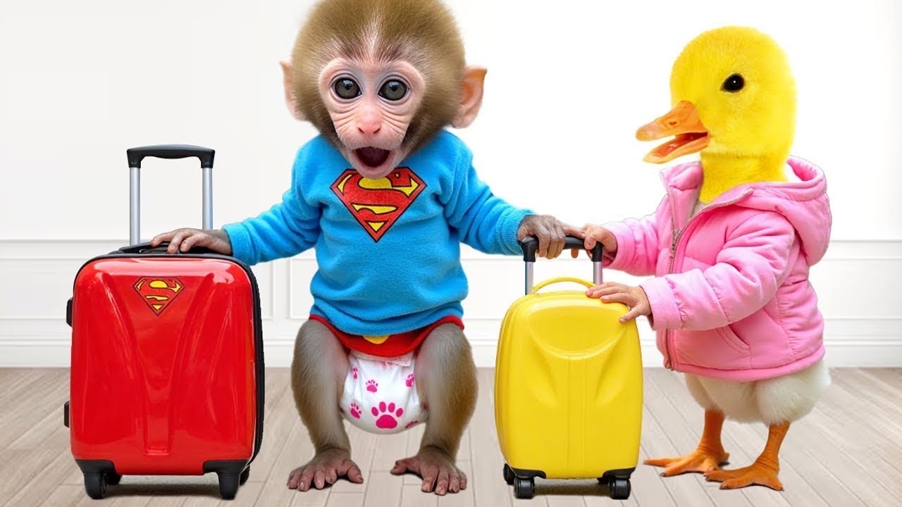 Monkey Baby Bon Bon Travels to a Crazy Island with Ducklings |Nursery Rhymes&Kids Songs