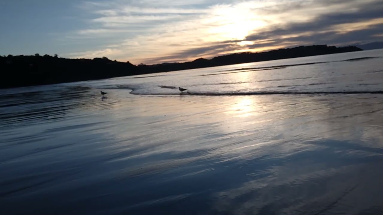 Sunset birds at beach