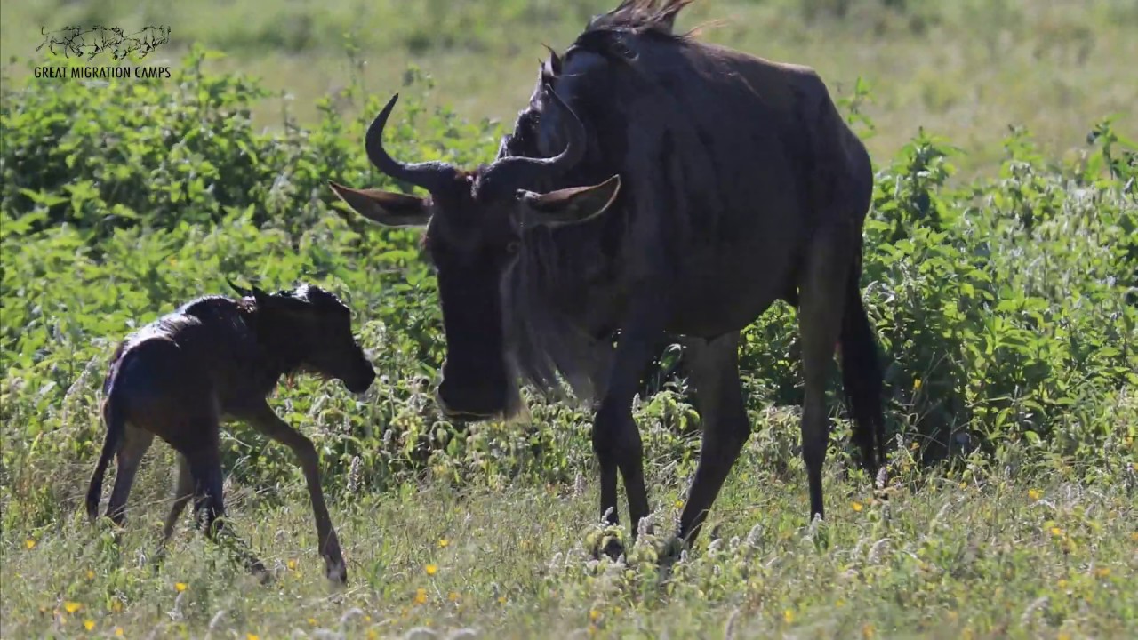 #MigrationUpdate 3 March 2020 Ndutu - Calving season