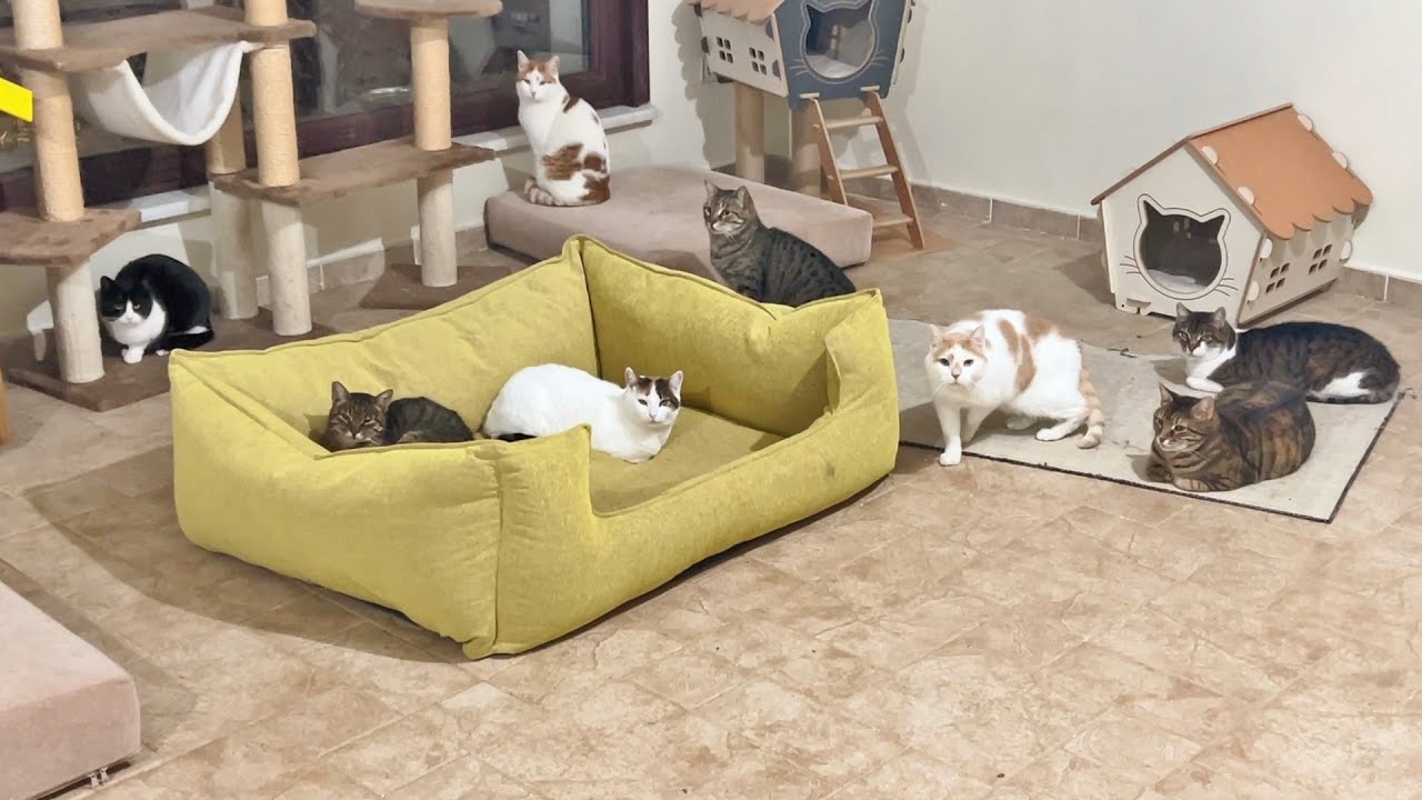Our Cat Enclosure Almost Collapsed !!
