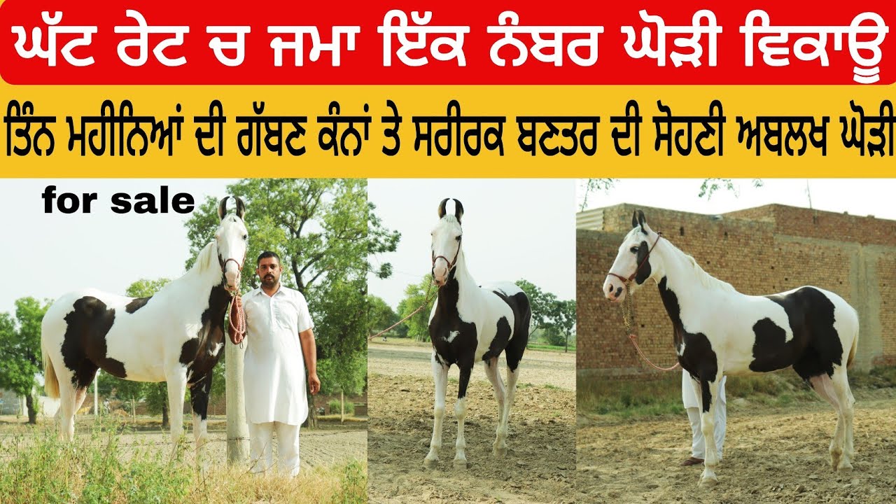 Mare for sale • ਘੱਟ ਰੇਟ ਚ ਜਮਾ ਇੱਕ ਨੰਬਰ ਘੋੜੀ ਵਿਕਾਊ • ਕੰਨਾਂ ਤੇ ਸਰੀਰਕ ਬਣਤਰ ਦੀ ਸੋਹਣੀ ਅਬਲਖ ਘੋੜੀ