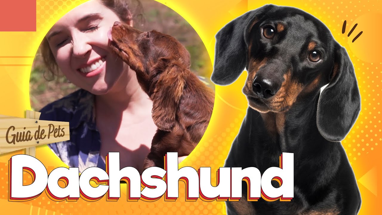 Dachshund - O cão salsicha | Guia de Pets