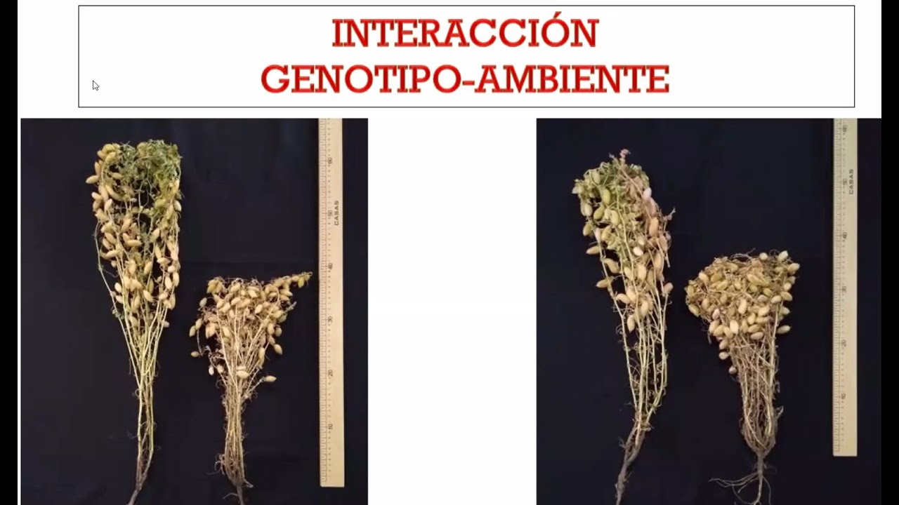 Interacción  genotipo-ambiente