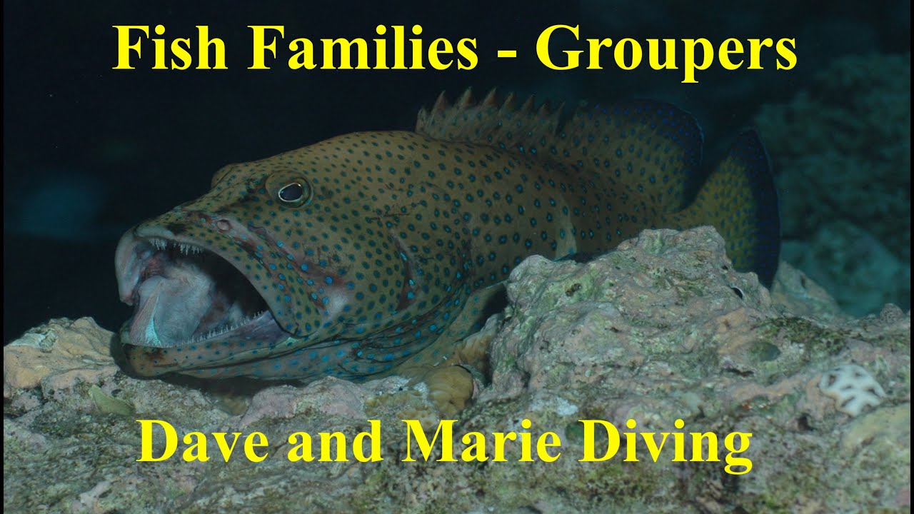 Fish Families Compilation - Groupers