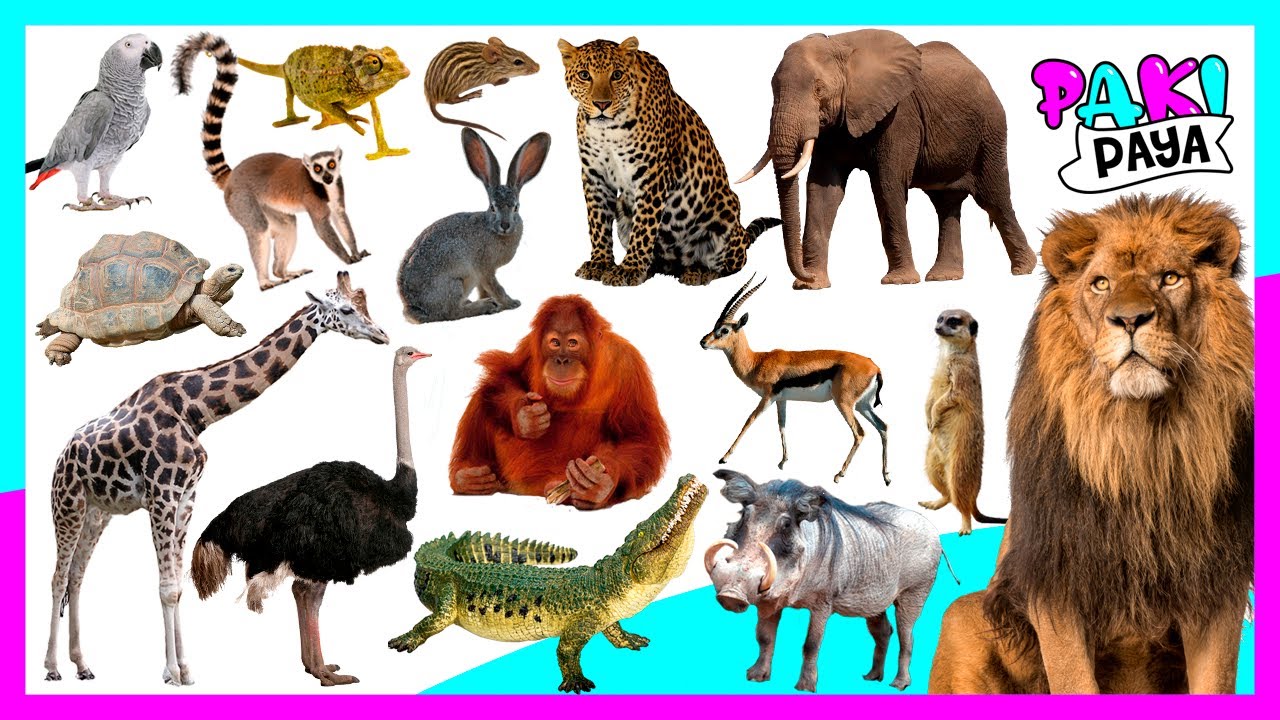 ¡LOS ANIMALES AFRICANOS PARTE 1!🐘 LEARN AFRICAN ANIMALS 🦒