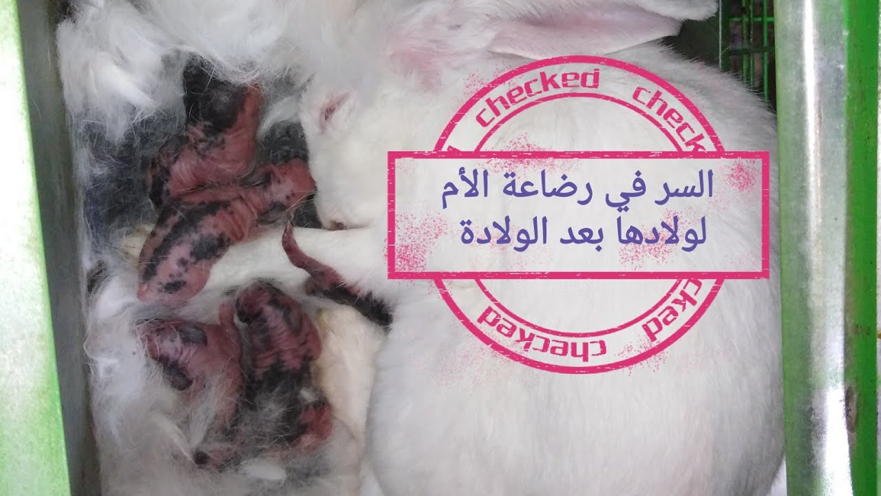 ولادة الأرانب البكر لأول مرة وايه الحاجات اللي لازم نعملها بعد الولادة مباشرة حفاظا على الخلفة 🐰 👍👍