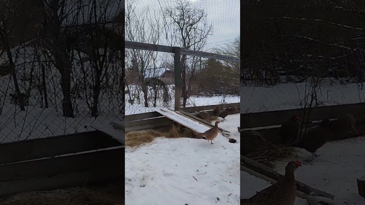 Далі будуть #фазани #pheasant #2026 