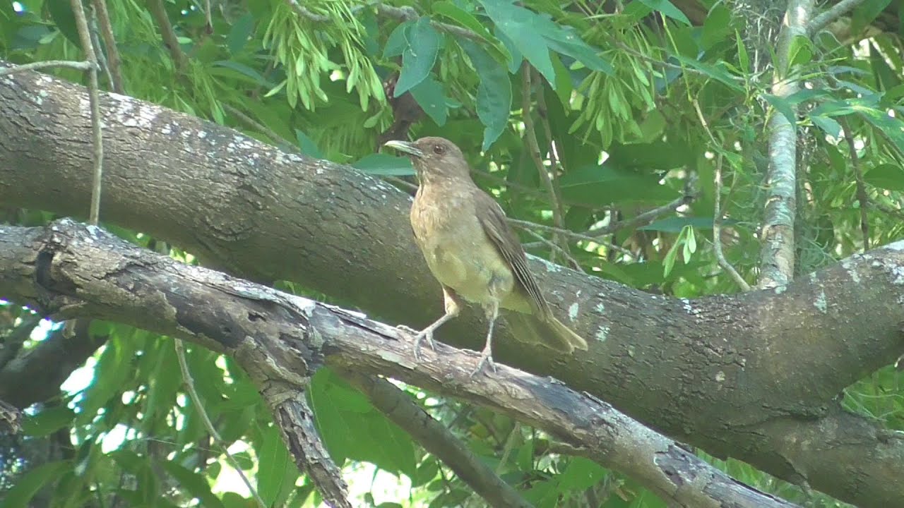 Clay-colored Thrush calling and singing. Alamo, Texas